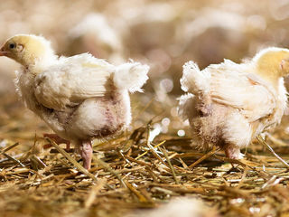 Familie Pleus<br>aus Prinzhöfte, Freilandgeflügel